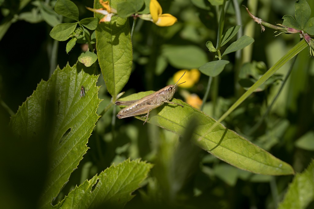 Chorthippus brunneus Bruine insect insecten kever kevers tor torren spin spinnen wesp wespen bij bijen sprinkhaan sprinkhanen vlieg vliegen mug muggen